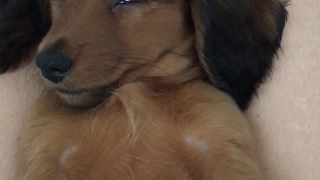 Sleepy Dachshund Puppy