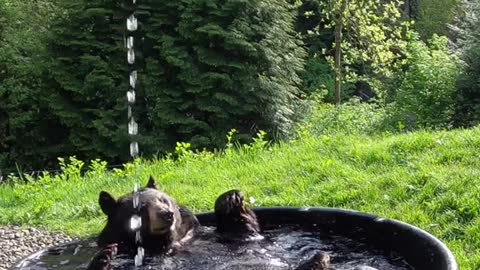 A nice bear🐻🐻 playing with water