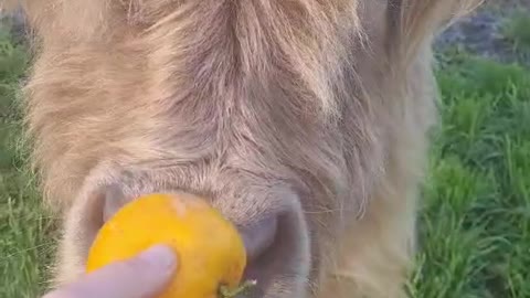 Who wants a lemon