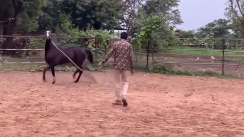 POWER FULL HORSE ENJOY