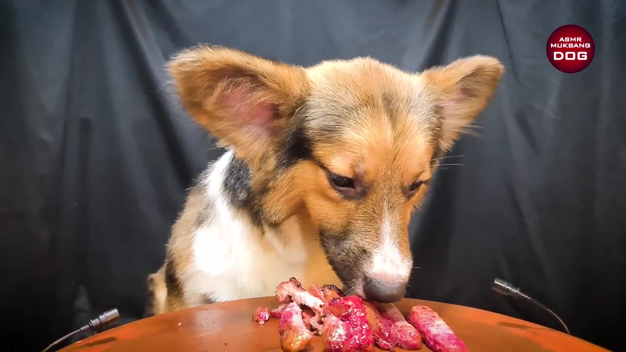 DOG EATING VIDEO