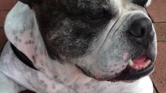 Bulldog feels hot and tired, Getting older each day