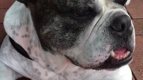 Bulldog feels hot and tired, Getting older each day