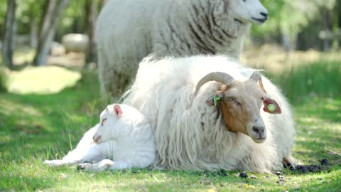 Animal sheep