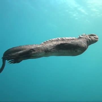 Mini-Godzilla’ filmed off Galapagos coast