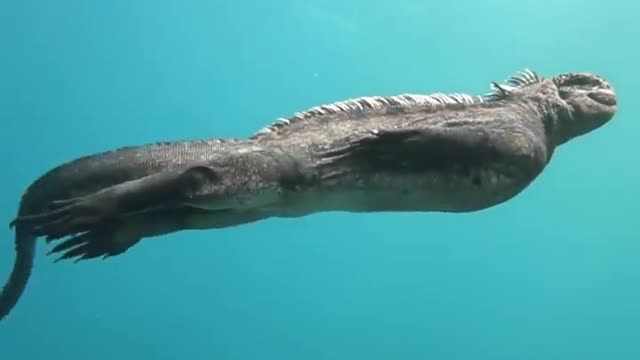 Mini-Godzilla’ filmed off Galapagos coast