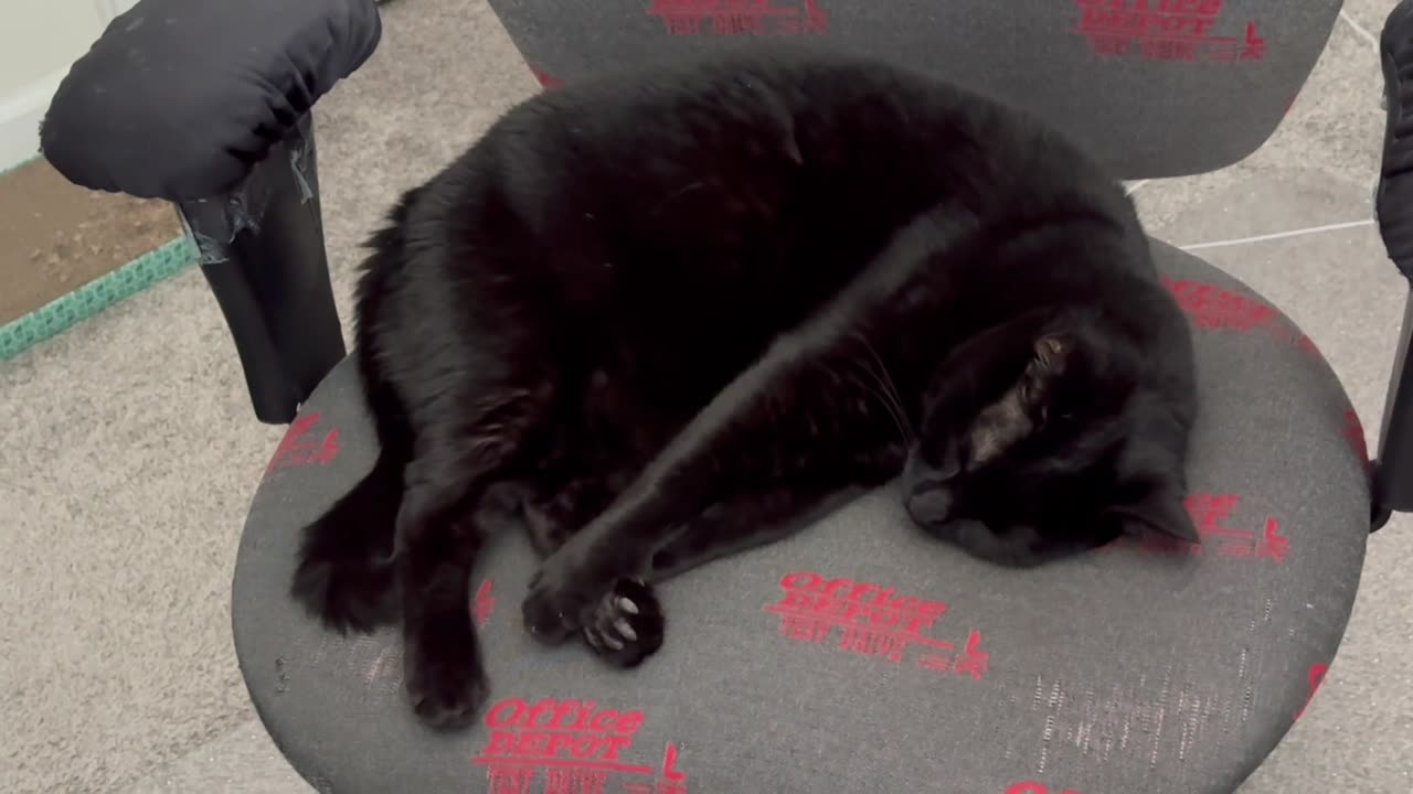 Adopting a Cat from a Shelter Vlog - Cute Precious Piper Holds Her Leg to Prevent Sleepwalking