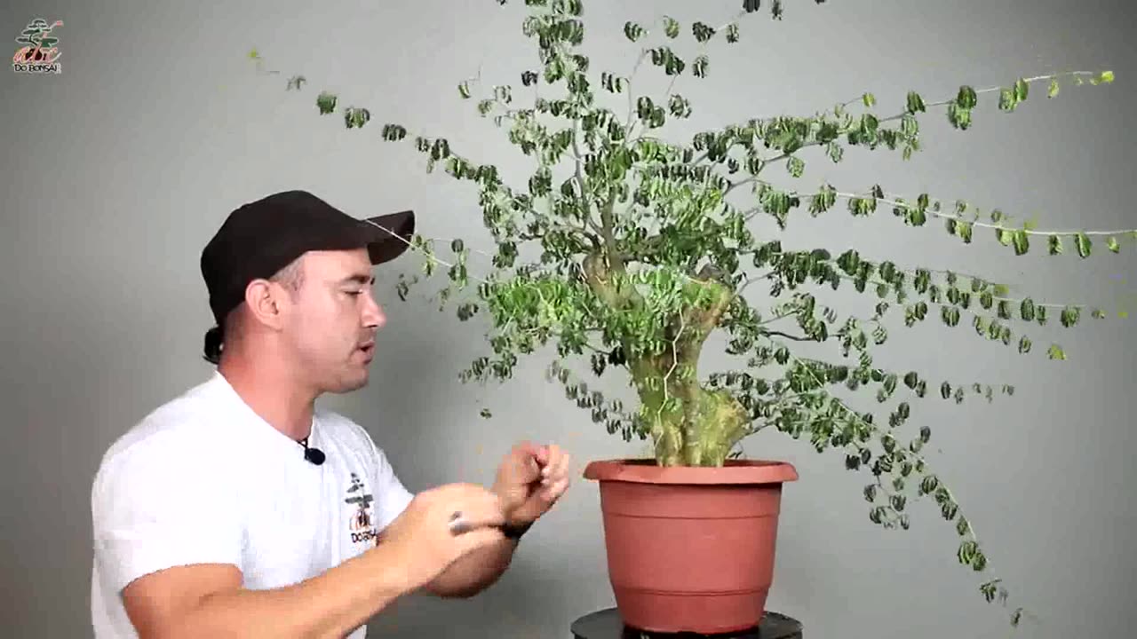 TRANSFORMAÇÃO DE UM BONSAI DE PITHECO OGRO