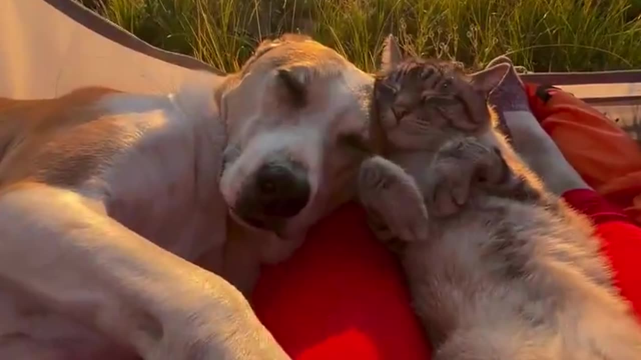 Best friends chilling in the countryside 😍