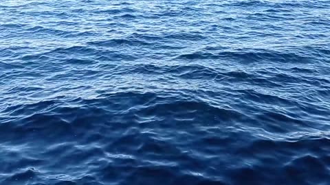 The sea beauty