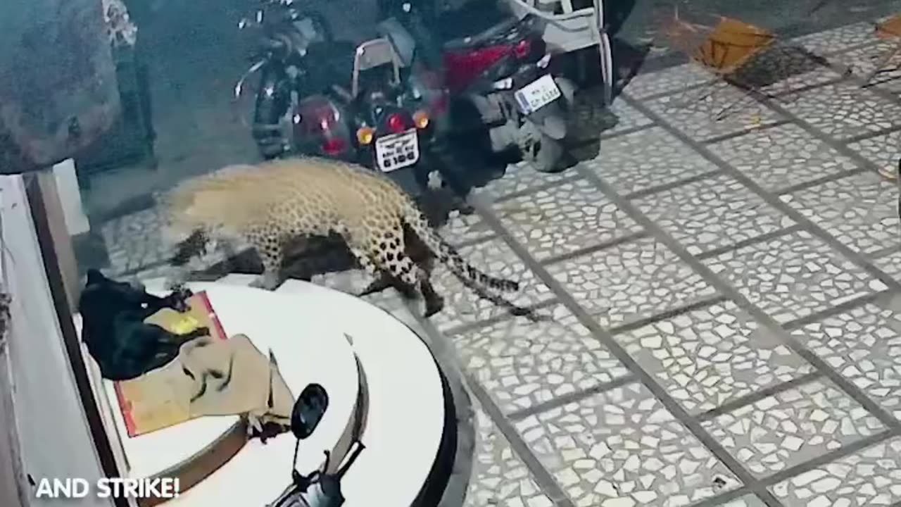 Watch the terrifying moment as a leopard charges at a sleeping dog!