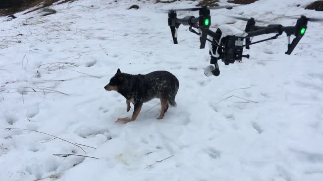 Busted Blue eating roadkill. PART 1