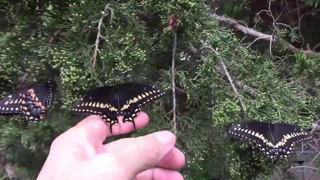 How I Deal With Too Many Caterpillars on Fennel, Dill, and Parsley