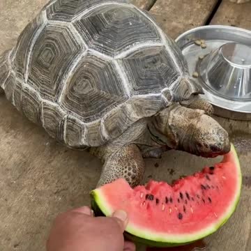 African tortoise is very noble