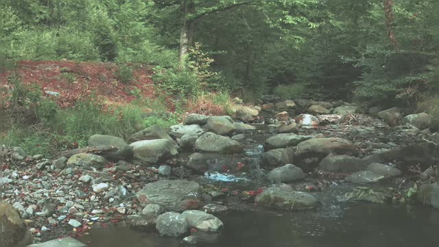 Beautiful Relaxing Nature Passing Through Forest