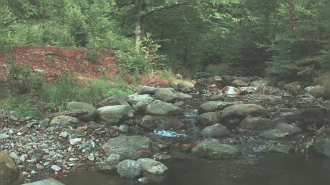 Beautiful Relaxing Nature Passing Through Forest