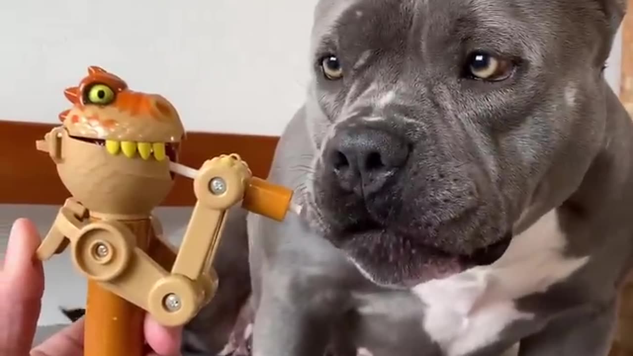 CUTE DOG VIDEO