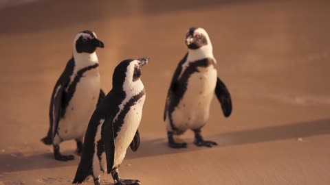 A Cute Penguins Walking on the Beach