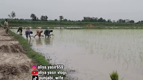 How grow basmati rice 🌾 in Pakistan