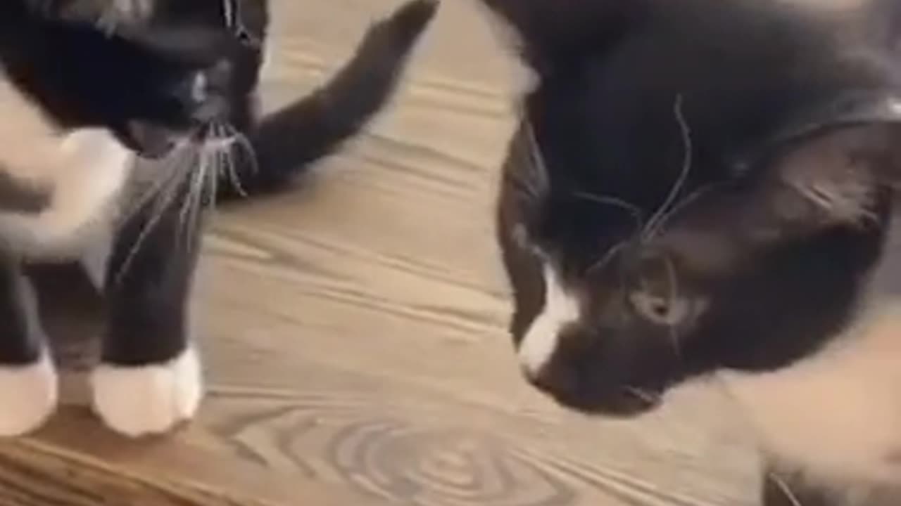 Funny Cat Behavior