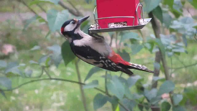 Bird melodies