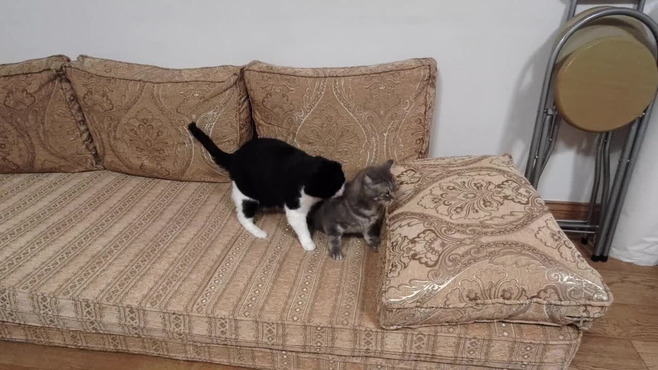 Cat Aggressively Grooms Other Cat