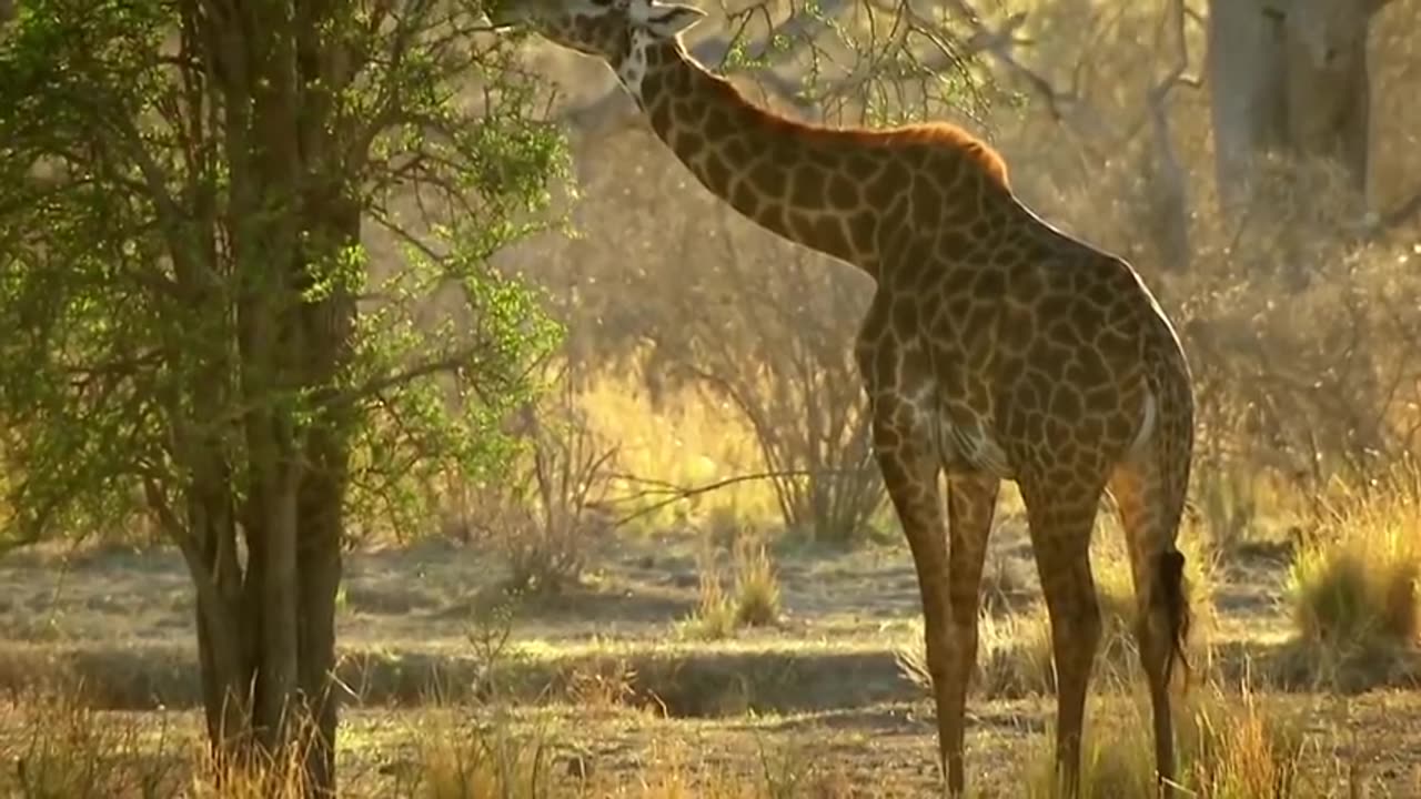 Brave gharafa Wild Life Animals