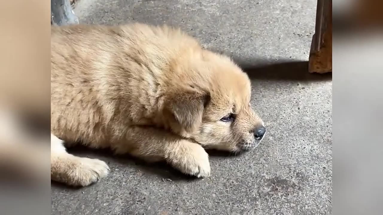Cute dog