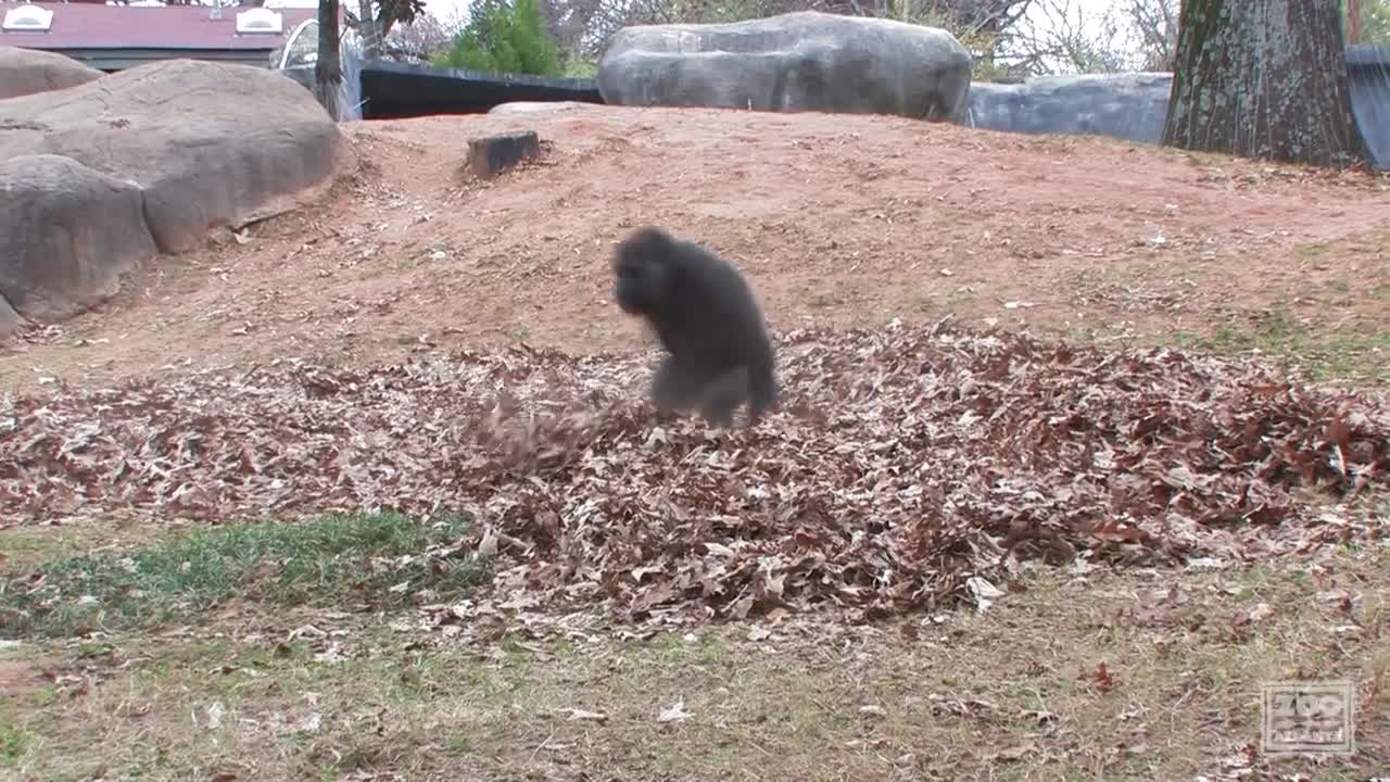 Gorillas playing in leaves