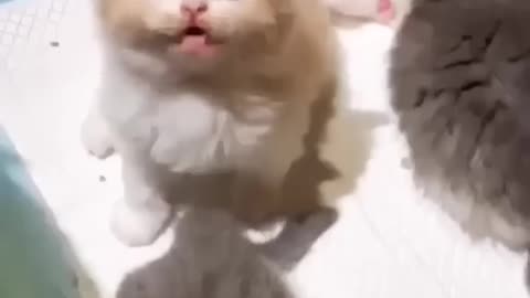 Very cute cat