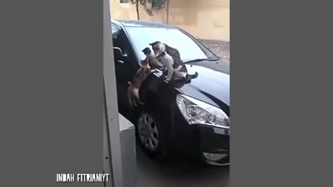 10 Menit Video Tingkah Lucu Kucing