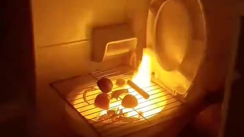 News Break: Skibidi Asado