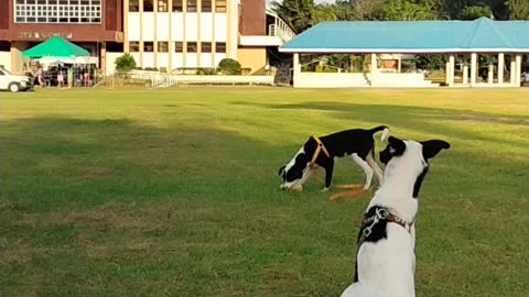 Fur babies play time❣️