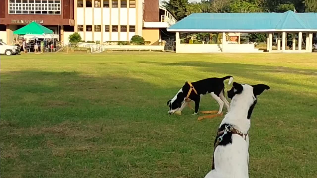 Fur babies play time❣️