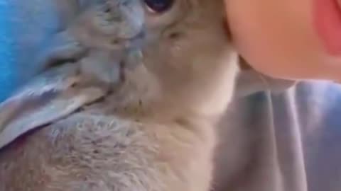 Viral cats videos #virl