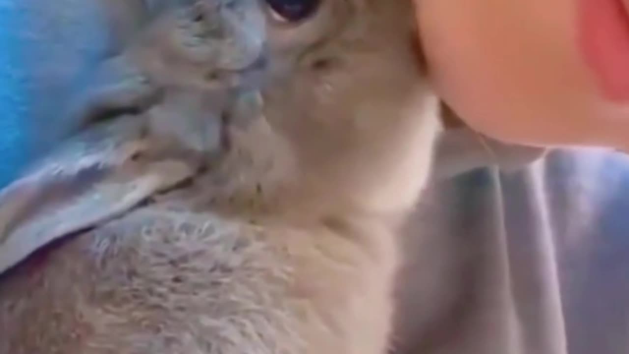 Viral cats videos #virl