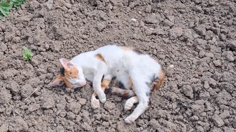 Cute stray cat is itching.