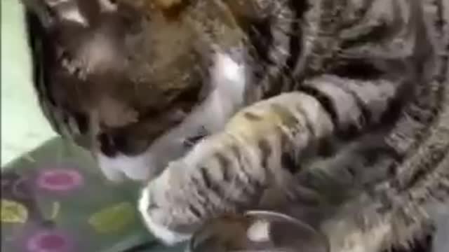 A drunk cat