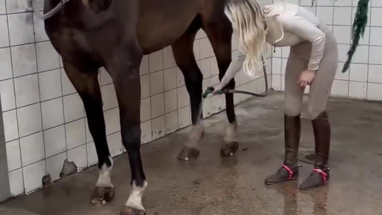 Time for a bath 🛁🐴 #equestrian #horse #horselover #horseriding