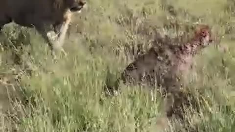 Hyena Fleeing to Avoid Two Male Lions