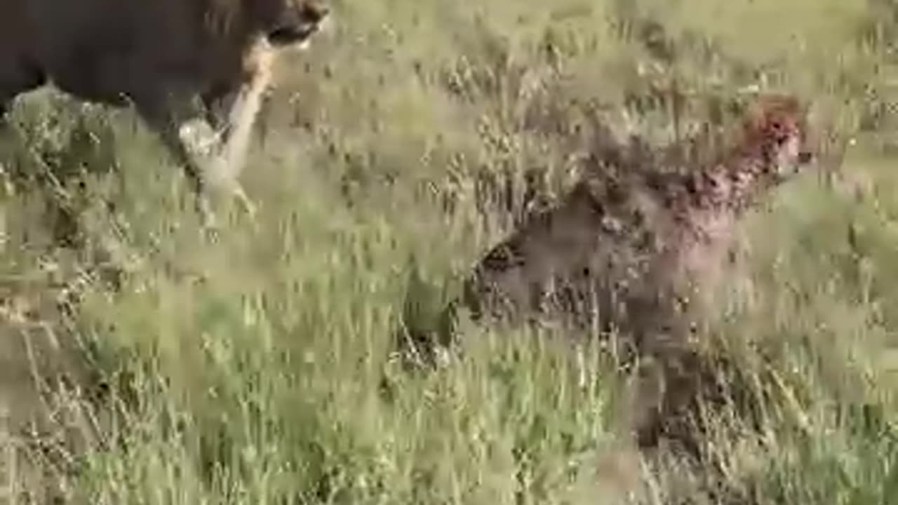Hyena Fleeing to Avoid Two Male Lions