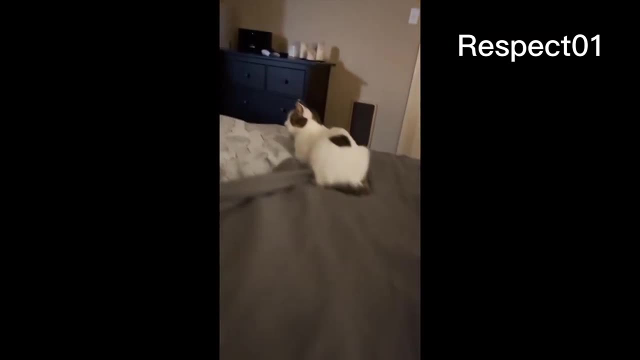 Funniest Dogs And Cats Videos Best Funny Animal Videos 2023