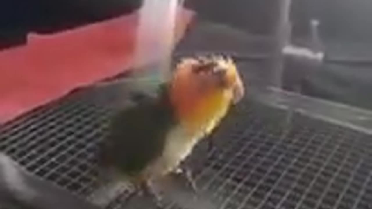 Parrot Enjoying a Bath by The Fountain #shorts #viral #shortsvideo #video