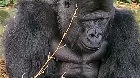 Gorilla feeling sleepy