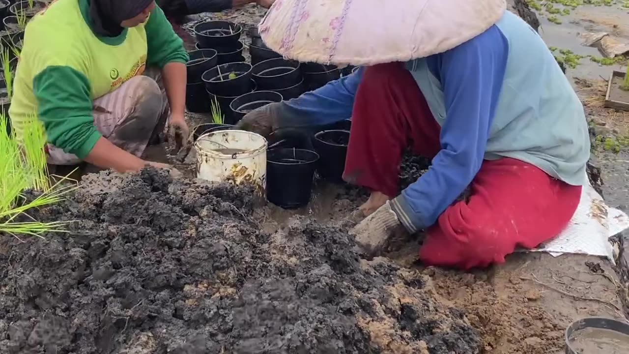 planting rice in watery places