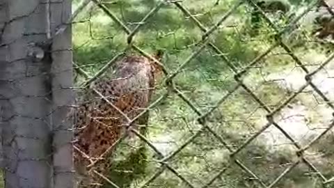 Beast at the zoo