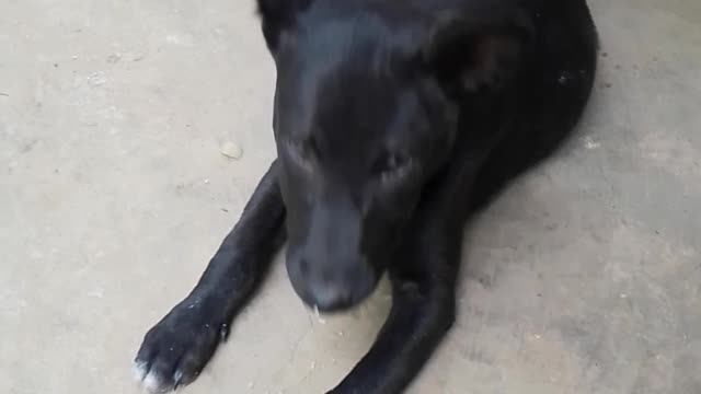 Black cute Dog 🐕🐕🐶