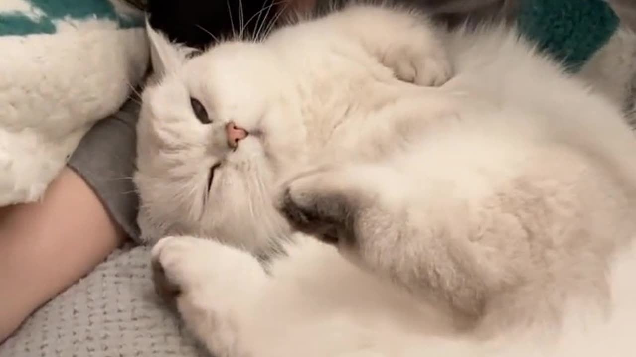 Funny cats, short, viral, comedy, short, beutiful, cute, funny