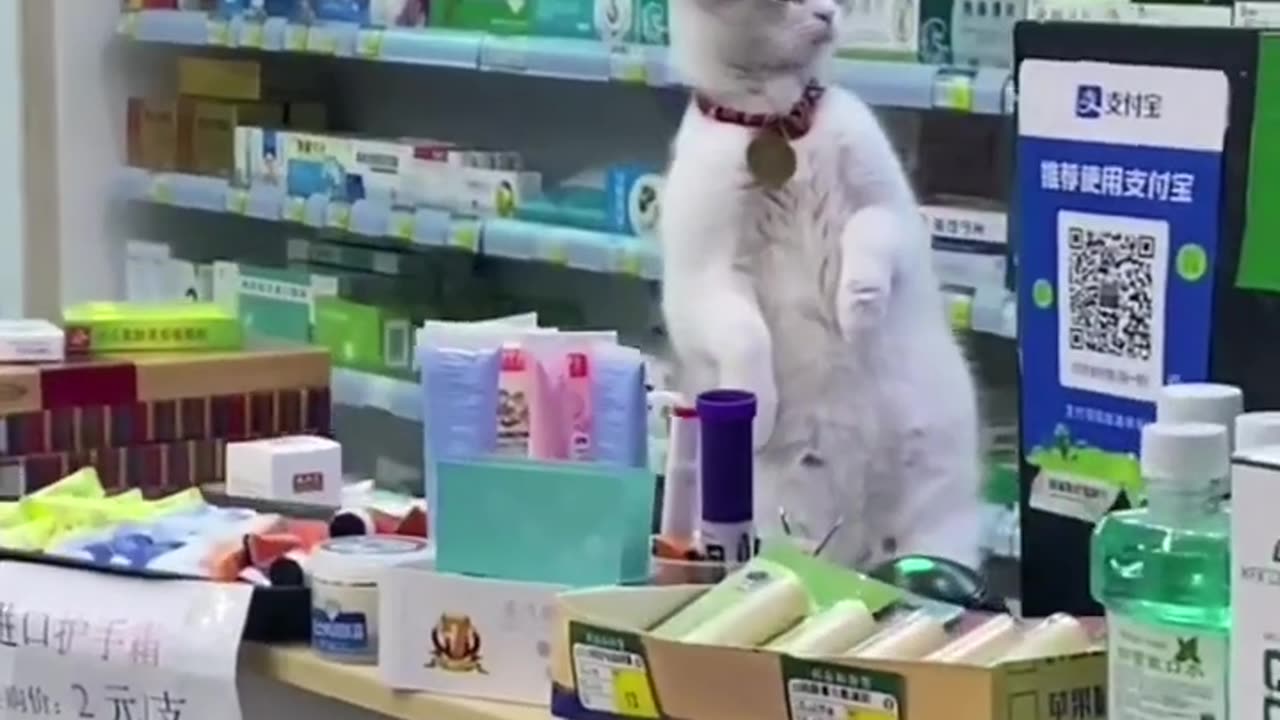 FUNNY ANIMALS COMPILATION 2024