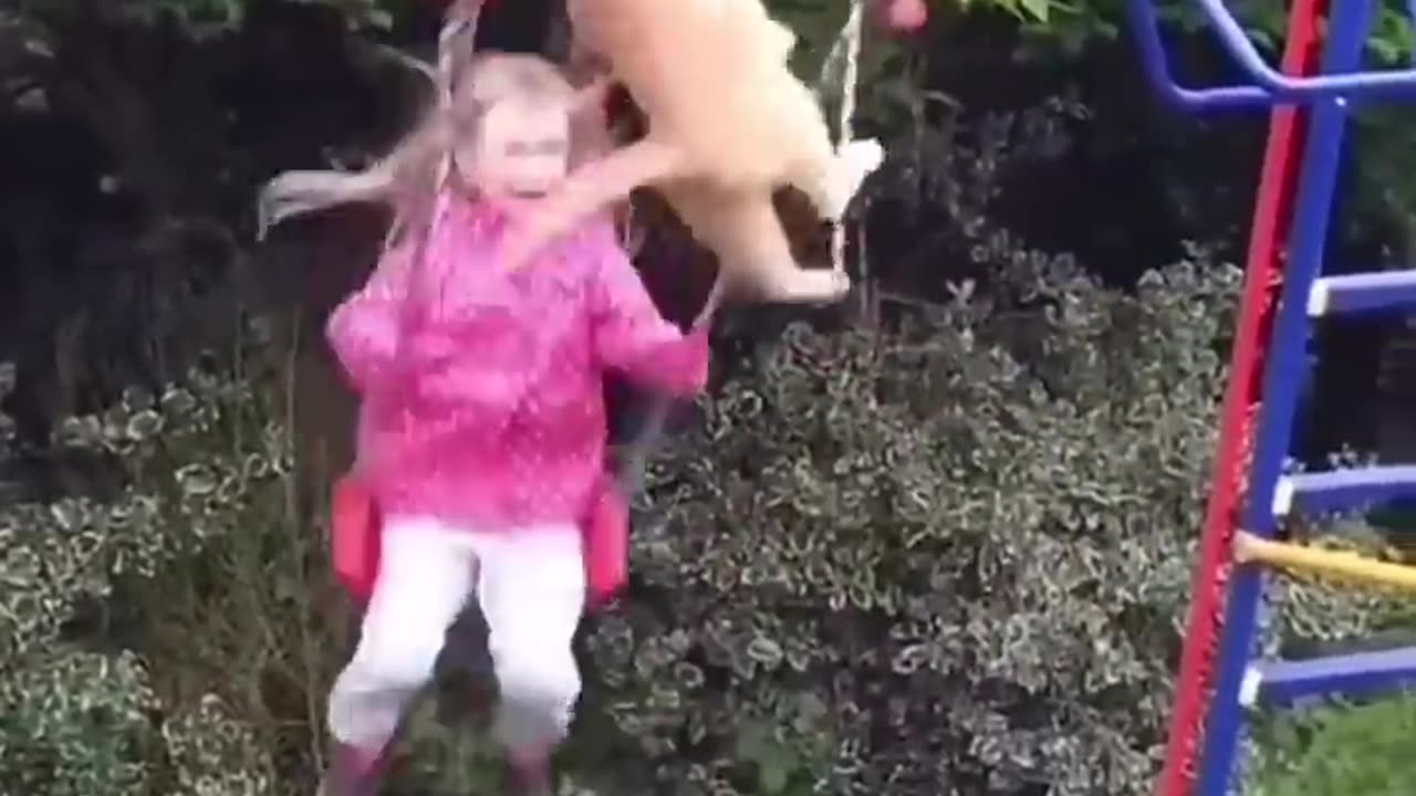 Funny animals